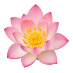 Pink-Lotus